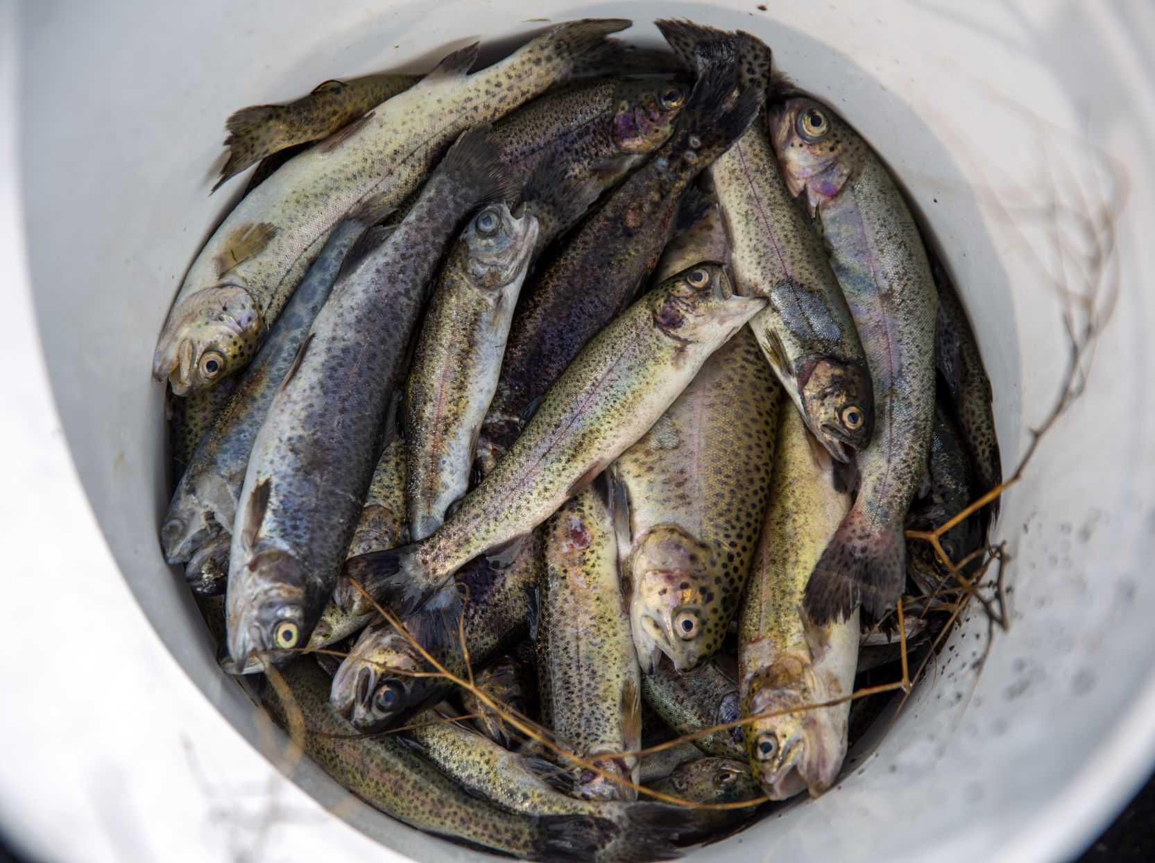 Aquaculture water